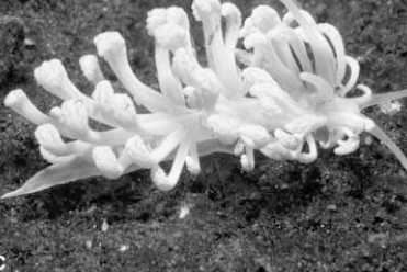 Mimicking a soft coral, Xeniid; Photo: Photo: J. Shaffelner; in Coral Reefs, 2001, 20:66